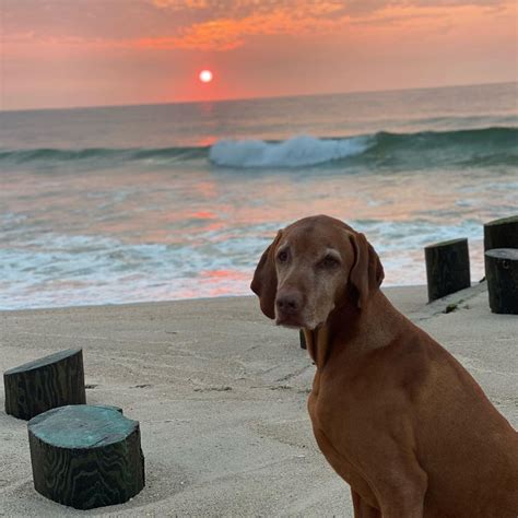 Americas Dog Jasper Dies From Fast Spreading Cancer Aged 9 Fox News