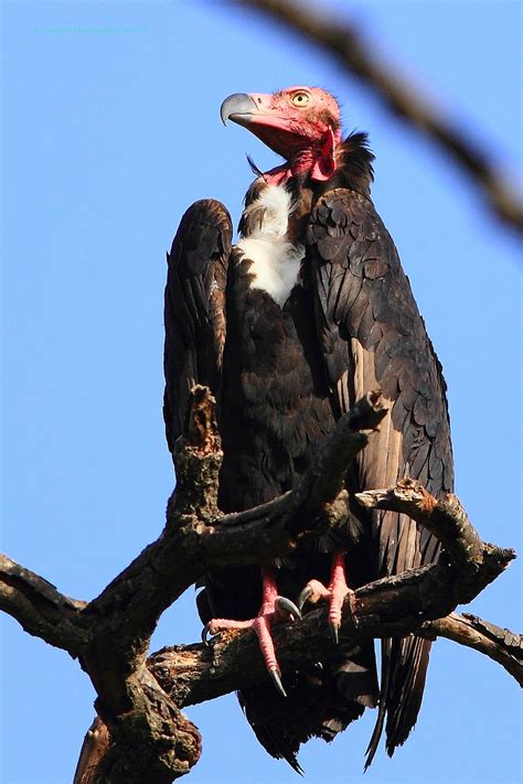 Red Headed Vulture Sarcogyps Calvus Old World Vulture Aka Asian King Vulture Indian Black