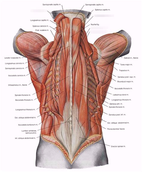 Torso Muscles Back Diagram Quizlet
