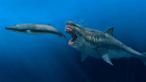 Real Megalodon Shark Size