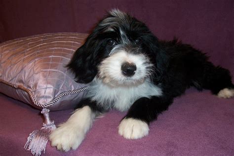 Domani Tibetan Terriers Adoption What To Expect Photo 3