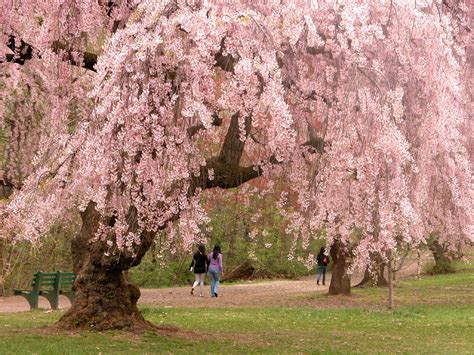 Cherry Blossom Season In Nj The Montclair Dispatch