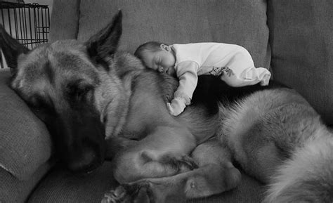 Cute Big Dogs And Babies 1