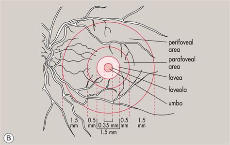 The Different Regions Of The Macula