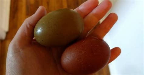 Olive Eggers And Marans Egg Album On Imgur