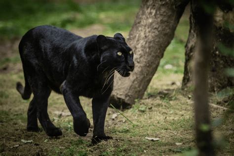 Where Does Black Panther Live Habitat Feeding Behaviour And Role In