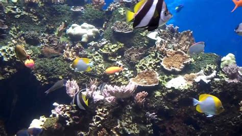 Healthy Hawaiian Reef Fish Youtube
