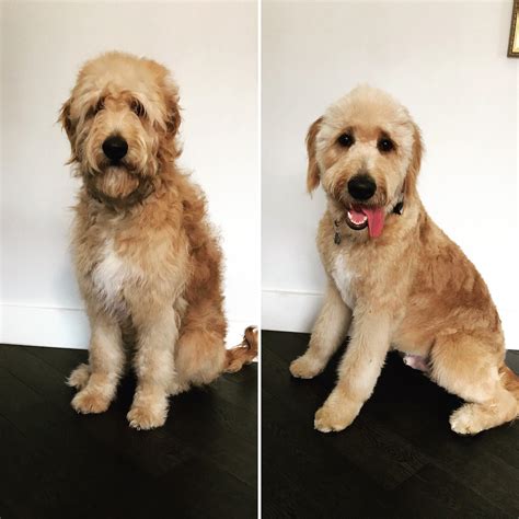 The Ultimate Labradoodle Haircut Guide Labradoodles And Dogs