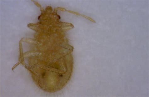 Long Island Pest Control A Bed Bug Education Long Islands Best