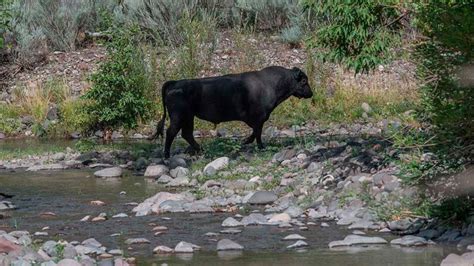 Feral Cows In New Mexicos Gila Wilderness Will Be Shot From Air Us