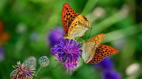 Brown Yellow Dotted Butterflies On Purple Flowe Hd Butterfly Wallpapers