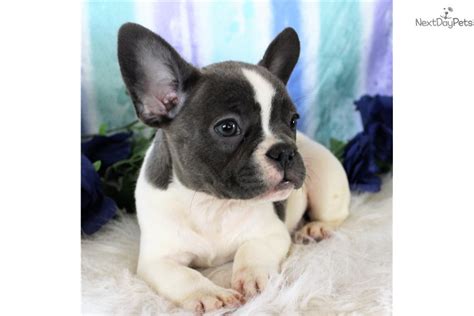 He's also a good choice for those who might have trouble giving a more active breed ample exercise. Akc Sapphire: French Bulldog puppy for sale near Denver ...