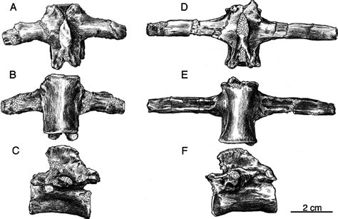 Dorsal Vertebrae Of Doswellia Kaltenbachi Usnm 244214 A C Fourth