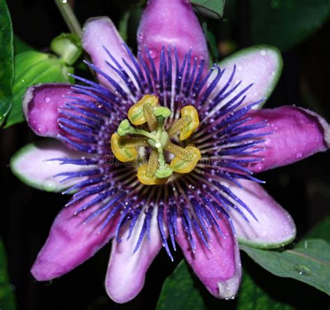Purple Passion Flower Stock Image Image Of Green Black 10009475