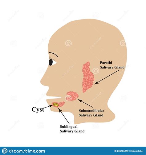 Parotid Salivary Gland The Structure Of The Parotid Salivary Gland