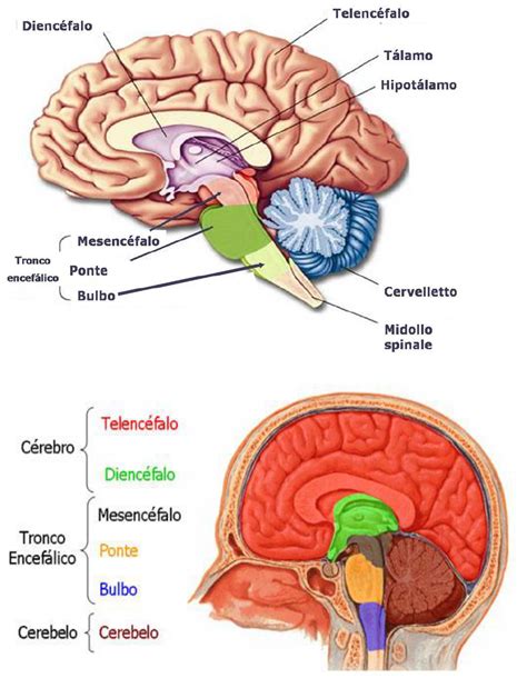 Cerebro Humano Anatomia Del Cerebro Humano Cerebro Humano Anatomia Y