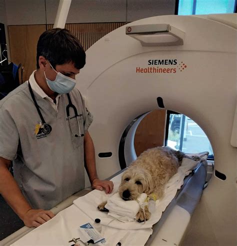 Ct Scanner For Pets In Nelson Halifax Vet Centre