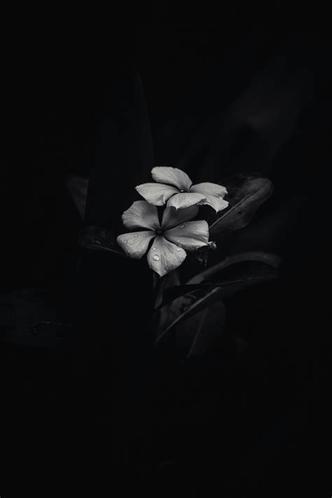 Grayscale Photo Of Flower With Black Background · Free Stock Photo