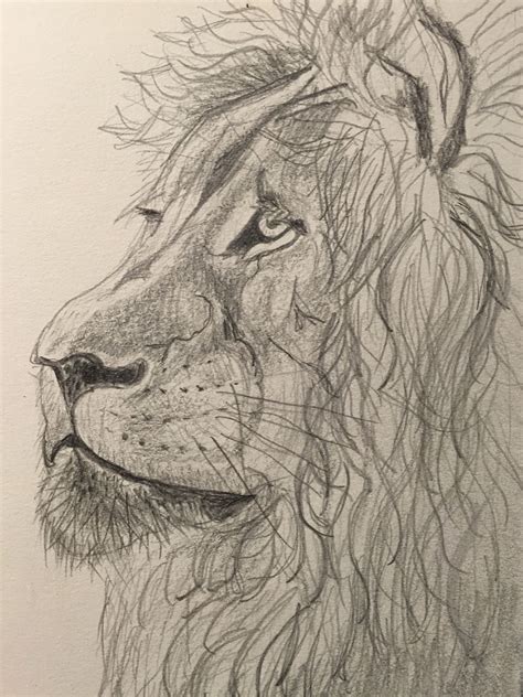 Lion Pencil Drawing Step By Step At Drawing Tutorials