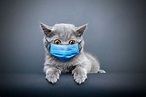 BCCDC begins study to learn if cats can get coronavirus - Vancouver Is ...