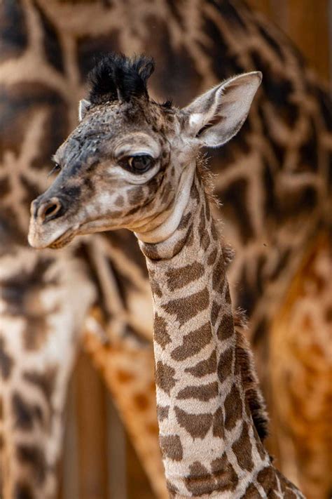 Giraffe Calf Born At Disneys Animal Kingdom The Geeks Blog