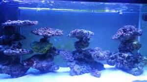 Reef tank aquascaping on pvc YouTube