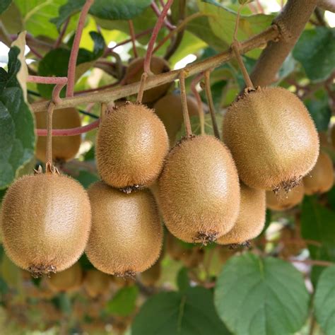 Kiwiplant, Actinidia deliciosa 'Jenny' | Boskoopse Fruitbomen