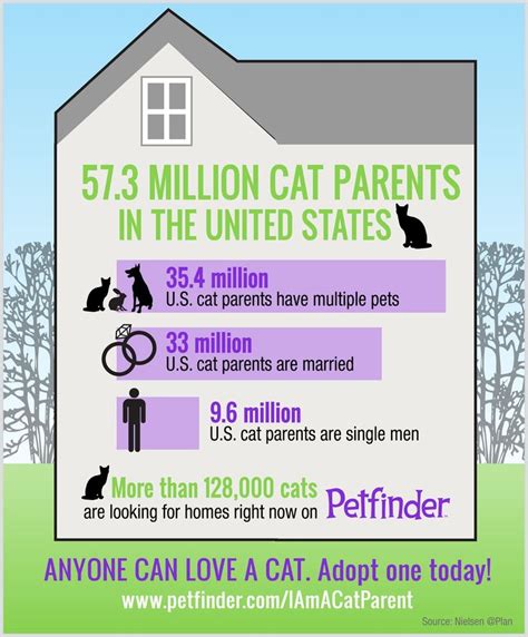 Crashing The Cat Cliché Cat Parenting Cat Facts Cat Infographic