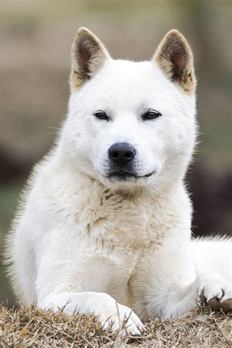 Local and upcoming dog events. Korean Dog Breed Jindo