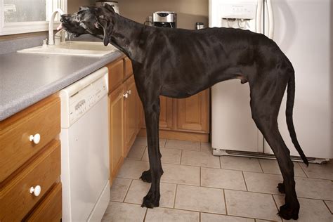 Zeus The Great Dane Worlds Tallest Dog Dies The Two