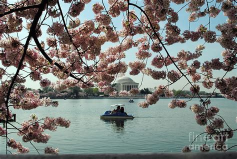 Boat Of The Cherry Blossom Photograph By Jost Houk Fine Art America