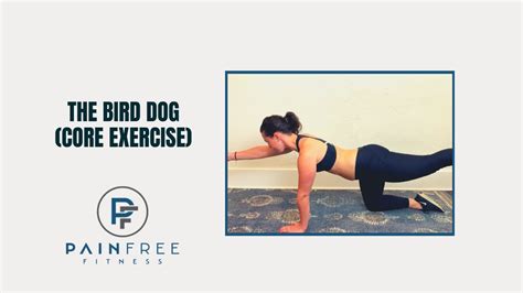 The Bird Dog Progression And Regression Core Exerciseback Strength