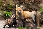 Fox Babies | Baby Foxes Are Called Kits - All Things Foxes