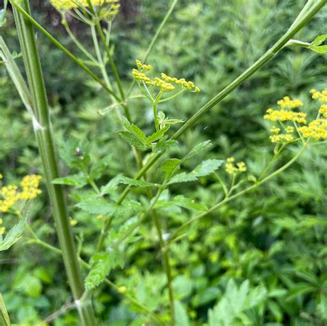 Pastinaca Sativa Wild Parsnip Eat The Planet