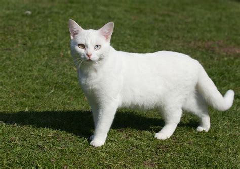 White Cat Flickr Photo Sharing