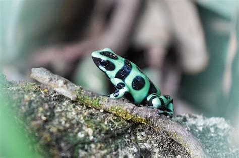Why Are Poison Dart Frogs Known As Jewels Of The Rainforests
