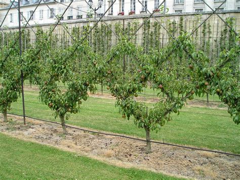 From The Potager Du Roi Comes Photos Of Beautifully Espaliered Fruit