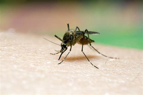Incrementa Presencia De Mosquitos Transmisores De Zika Chikungunya Y
