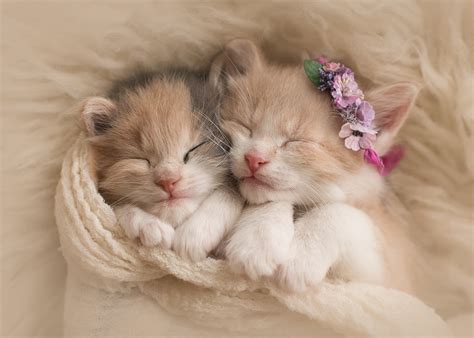 2545x1692 cute cat wallpapers free screensavers and wallpaper. Tiny Sleeping Kittens HD Wallpaper | Background Image ...