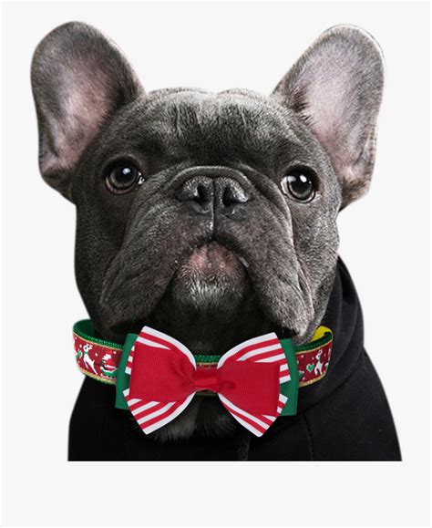 Tons of awesome french bulldogs wallpapers to download for free. Apple Clipart Transparent Background - French Bulldog ...