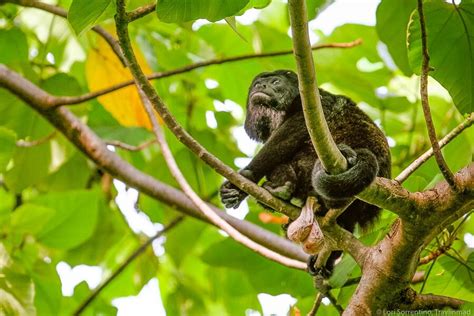 Costa Rica Wildlife Where To See These 18 Creatures In The Wild