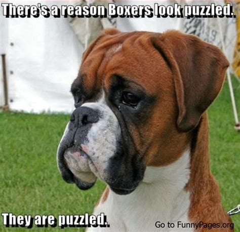 25 Best Images About Boxer Memes On Pinterest Pet Accessories Pets
