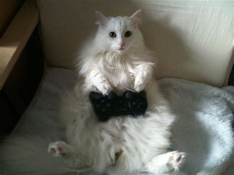 Animals With Game Controllers How I Failed Trying To Emulate The