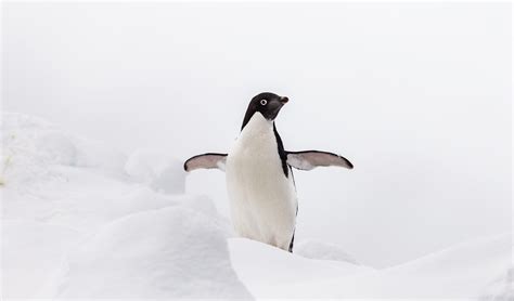 The “depraved” Sex Acts Of “hooligan” Penguins Horrified Polar Explorer Journals Reveal