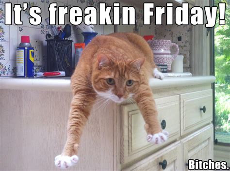 Freakin Friday Mylo The Cat Know Your Meme