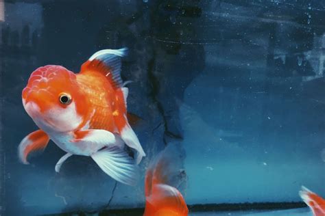 Best Oranda Goldfish Tank Mates The Goldfish Tank