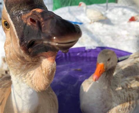 Fun Facts About Geese The Open Sanctuary Project