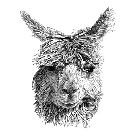 Alpaca By Scott Woyak Ink Pen Drawings Ink Drawing Animal Drawings
