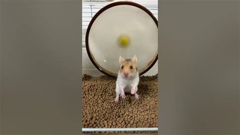 Funny Hamster Falls 🐹 Youtube