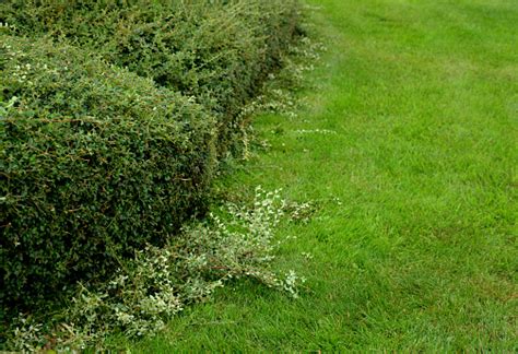 Regular Maintenance Of Shrubs Trimming The Hedge Trimmer Into A Shape